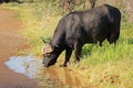 African buffalo drinking water - South Africa Royalty Free Stock Photo