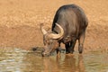 African buffalo drinking water, Mokala National Park, South Africa Royalty Free Stock Photo