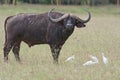 African buffalo and Egyptian egrets.