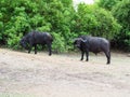 African buffalo group finding for food in their habitat Royalty Free Stock Photo