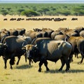 African Buffalo Herd Grazing in Royalty Free Stock Photo