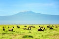 African Buffalo Herd with Kilimanjaro Mount in the background, K Royalty Free Stock Photo