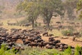 African buffalo herd - Kruger National Park Royalty Free Stock Photo