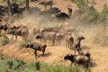 African buffalo herd - Kruger National Park Royalty Free Stock Photo