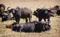 African Buffalo herd in the Ngorongoro Crater, Tanzania Royalty Free Stock Photo