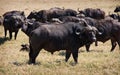 African Buffalo herd in the Ngorongoro Crater, Tanzania Royalty Free Stock Photo