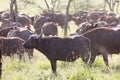 African Buffalo herd in the Ngorongoro Crater, Tanzania Royalty Free Stock Photo