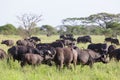 African Buffalo herd in the Ngorongoro Crater, Tanzania Royalty Free Stock Photo