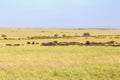 African buffalo herd resting in a beautiful savanna landscape Royalty Free Stock Photo