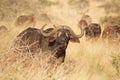 African buffalo Tsavo west national park Kenya East Africa