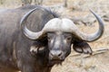 African Buffalo at Kruger National Park, South Africa Royalty Free Stock Photo