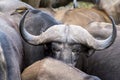 African Buffalo at Kruger National Park, South Africa Royalty Free Stock Photo