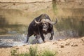 African buffalo in Kruger National park, South Africa Royalty Free Stock Photo