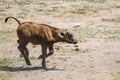 African buffalo in Kruger National park, South Africa Royalty Free Stock Photo