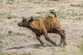 African buffalo in Kruger National park, South Africa Royalty Free Stock Photo