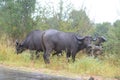 African Buffalo in Kruger National Park, South Africa Royalty Free Stock Photo