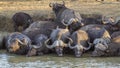 African buffalo in Kruger National park, South Africa Royalty Free Stock Photo