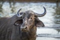 African buffalo in Kruger National park, South Africa Royalty Free Stock Photo