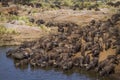 African buffalo in Kruger National park, South Africa Royalty Free Stock Photo