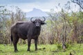 African buffalo in Kruger National park, South Africa Royalty Free Stock Photo