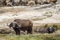 African buffalo in Kruger National park, South Africa Royalty Free Stock Photo