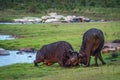 African buffalo in Kruger National park, South Africa Royalty Free Stock Photo