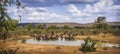 African buffalo in Kruger National park, South Africa Royalty Free Stock Photo