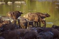 African buffalo in Kruger National park, South Africa Royalty Free Stock Photo