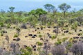 African buffalo in Kruger National park, South Africa Royalty Free Stock Photo