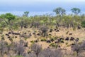 African buffalo in Kruger National park, South Africa Royalty Free Stock Photo