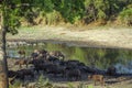 African buffalo in Kruger National park, South Africa Royalty Free Stock Photo