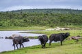 African buffalo in Kruger National park, South Africa Royalty Free Stock Photo