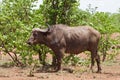 African buffalo Kruger National Park, South Africa Royalty Free Stock Photo