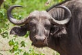 African buffalo Kruger National Park, South Africa Royalty Free Stock Photo