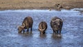 African buffalo in Kruger National park, South Africa