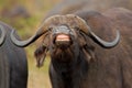 African buffalo, Kruger Park, South Afric Royalty Free Stock Photo