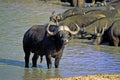 African Buffalo   11111 Royalty Free Stock Photo