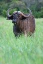 African Buffalo in Long Grass Royalty Free Stock Photo