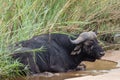 African Buffalo Lying In River Bed