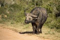 African Buffalo