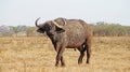 African buffalo in the middle of the Kenyan savannah Royalty Free Stock Photo