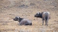 African buffalo in the middle of the Kenyan savannah Royalty Free Stock Photo