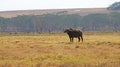 African buffalo in the middle of the Kenyan savannah Royalty Free Stock Photo