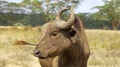African buffalo in the middle of the Kenyan savannah Royalty Free Stock Photo