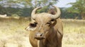 African buffalo in the middle of the Kenyan savannah Royalty Free Stock Photo