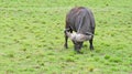 African buffalo in the middle of the Kenyan savannah Royalty Free Stock Photo