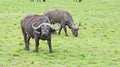 African buffalo in the middle of the Kenyan savannah Royalty Free Stock Photo