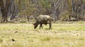 African buffalo in the middle of the Kenyan savannah Royalty Free Stock Photo