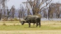 African buffalo in the middle of the Kenyan savannah Royalty Free Stock Photo