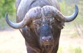 African Buffalo